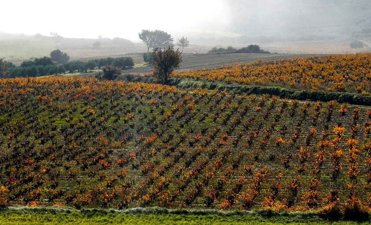 Santo Tomás Terroir