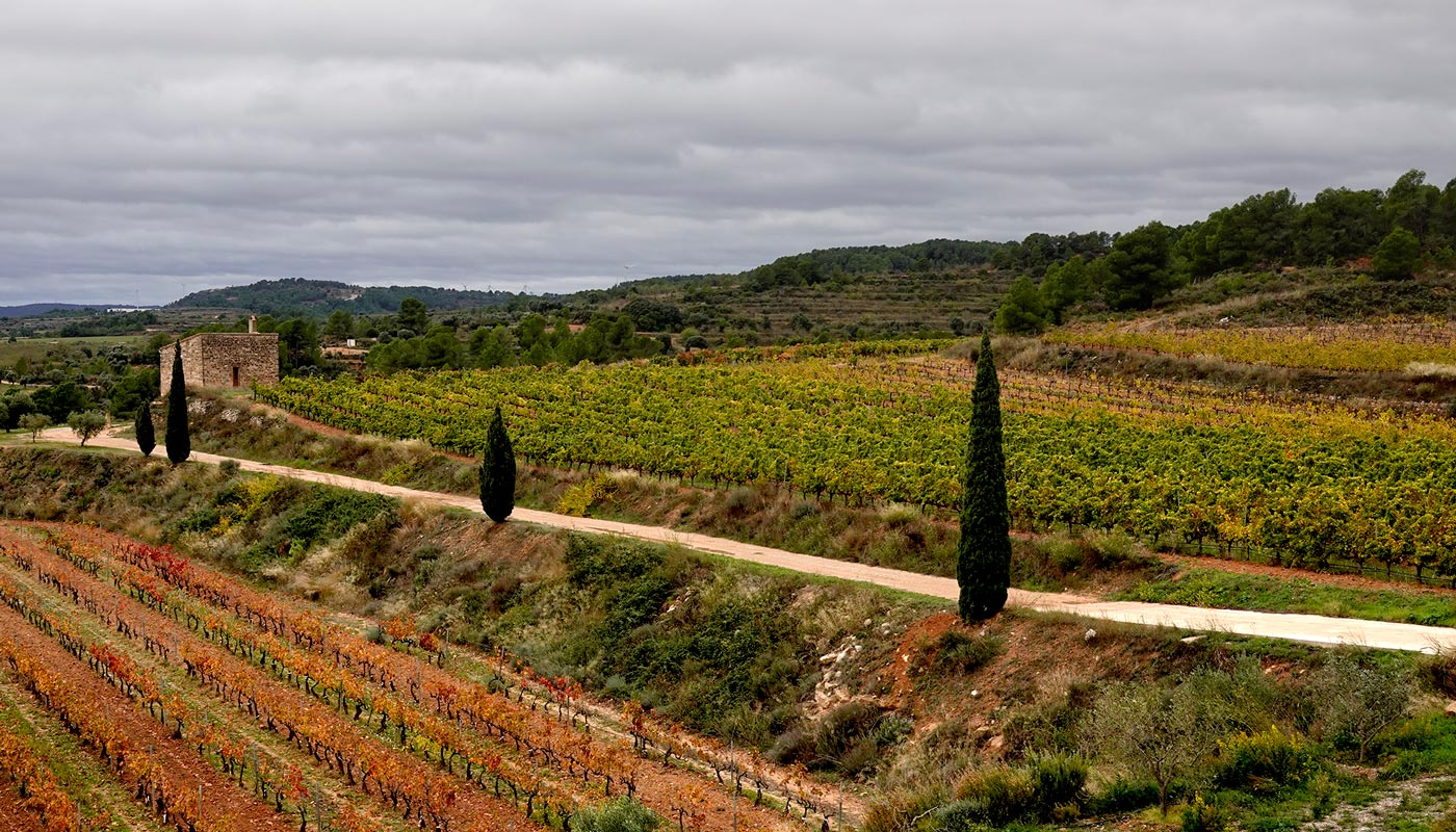 Terroir-El-Mas