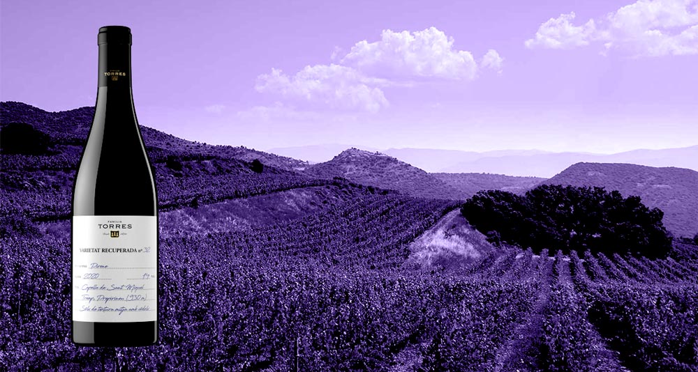 Vino-Pirene